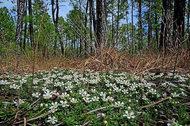 Blackwater Ecological Preserve in Virginia