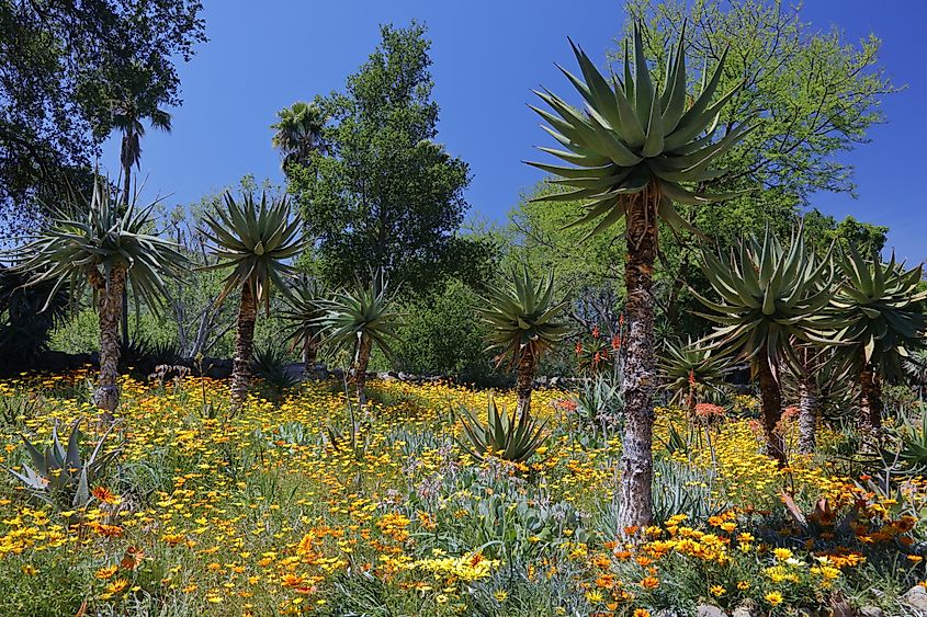 Springtime in Taft Botanical Gardens in Ojai, California