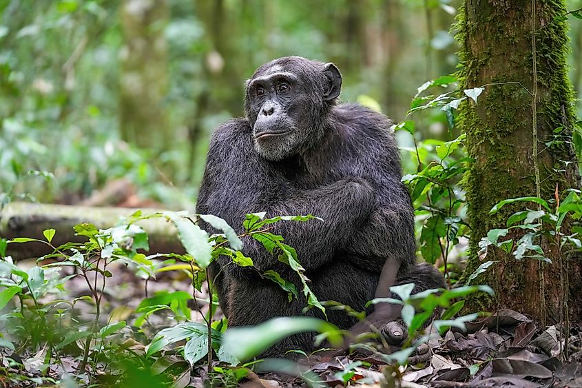 Alpha male chimpanzee at Kibale National Park, Uganda.