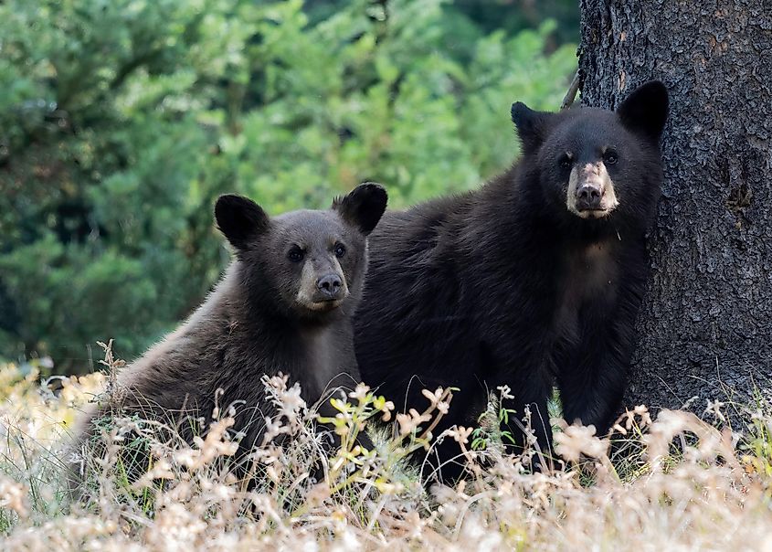 Black bears in the forest.