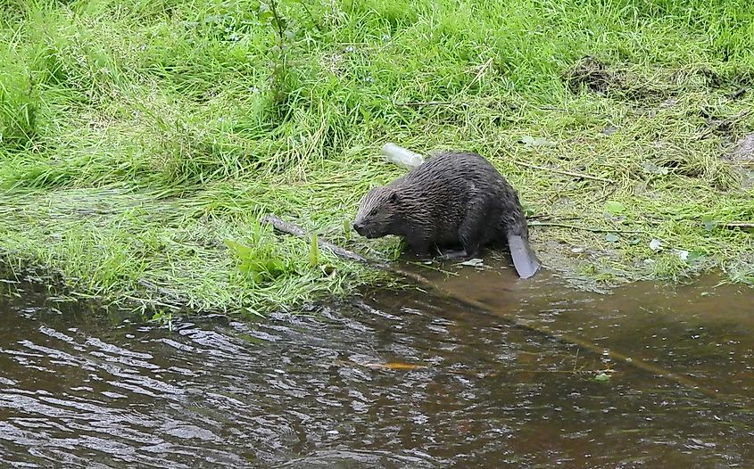 The Eurasian beaver or European beaver