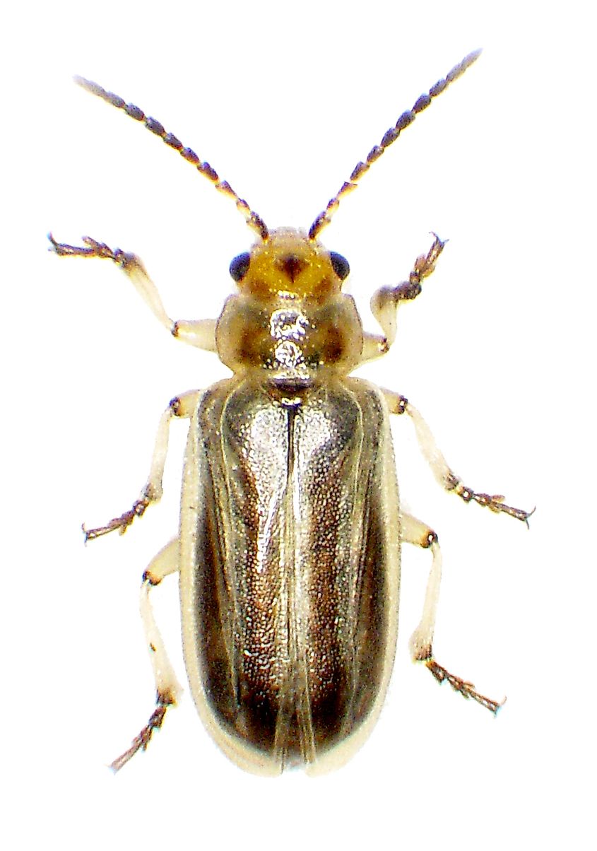 Diorhabda carinulata (Desbrochers) adult male