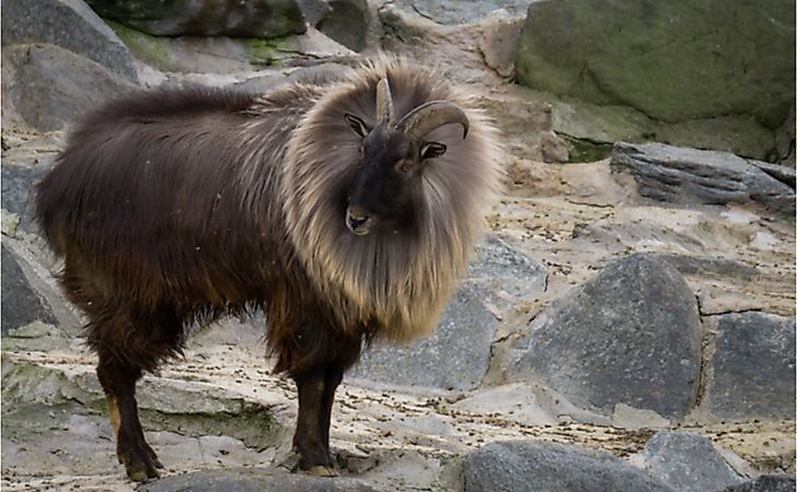 What Animals Live In The High Mountains? - WorldAtlas What Animals Live In The High Mountains? - WorldAtlas