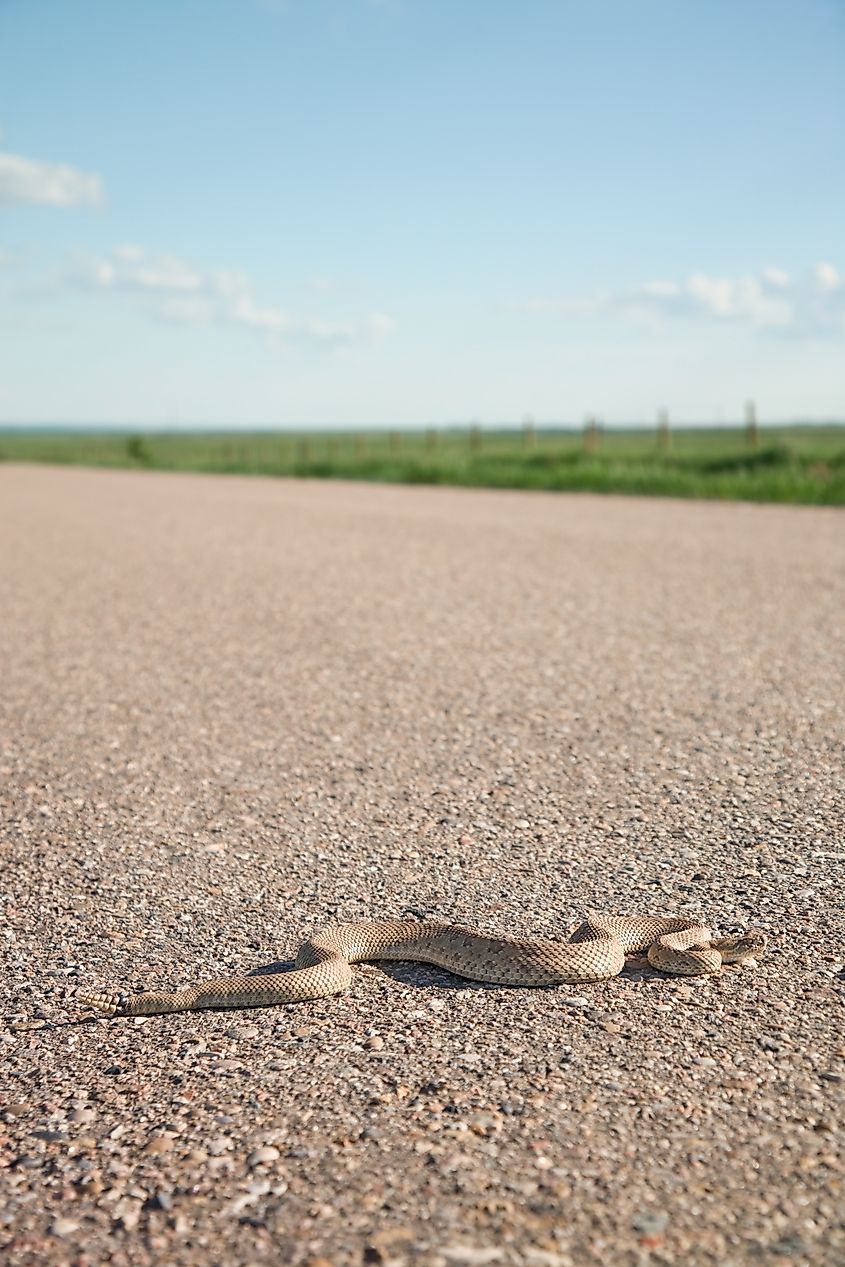 Prairie rattlesnake crossing a highway.