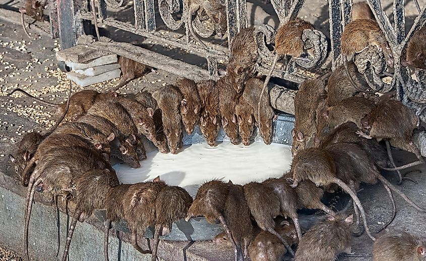 Red rats drinks milk in Shri Karni Indian temple.