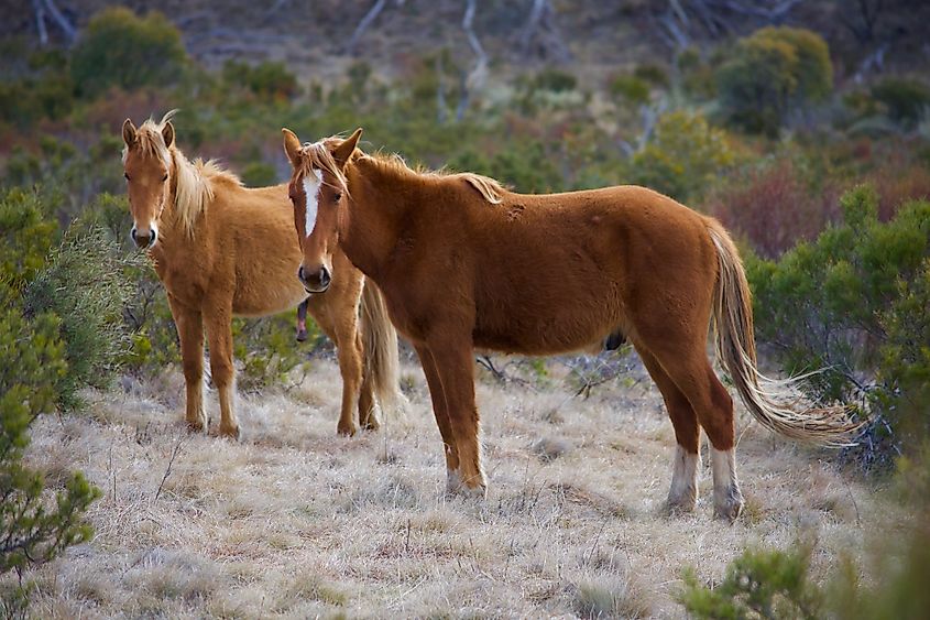 Wild horses in the Snowy Mountains