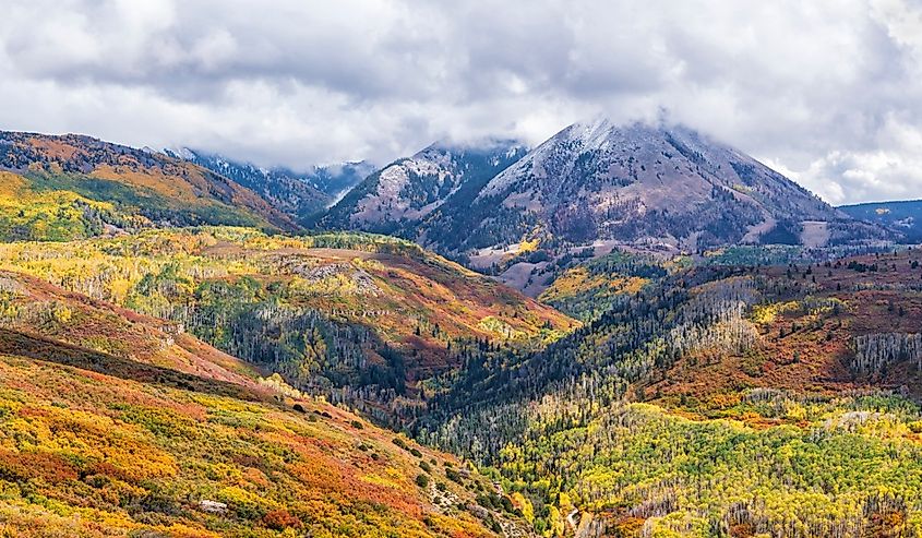 Vivid patches of Autumn color in scrub oak and aspen forests in the Manti-La Sal National Forest below Haystack Mountain near Moab, Utah