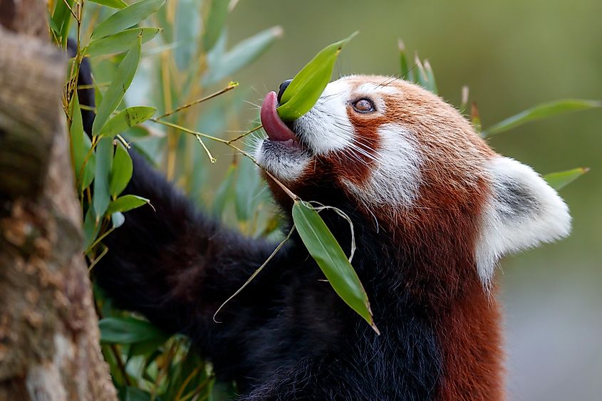 Red pandas can spend up to 13 hours a day eating to get enough nutrients from bamboo.