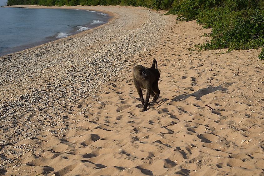 Lake Tanganyika