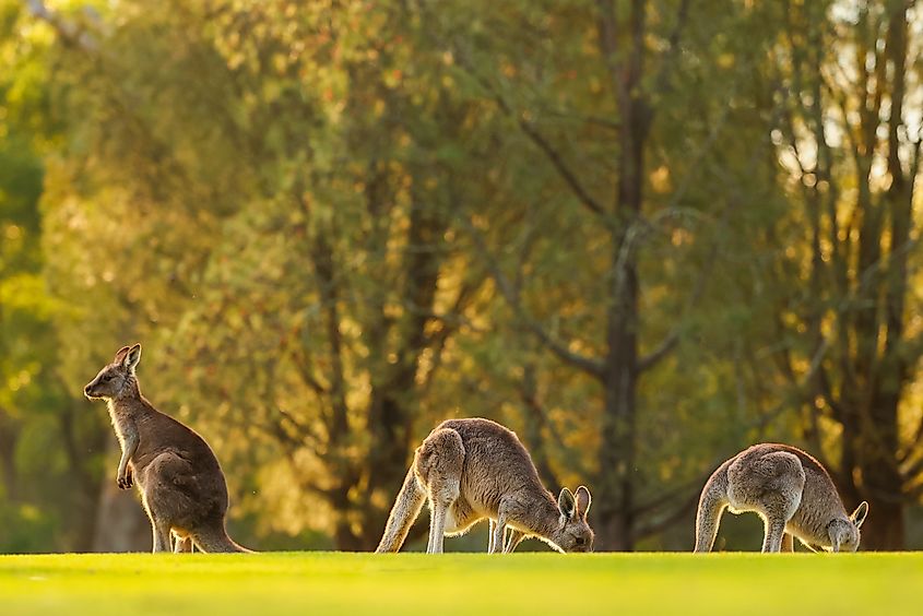 Eastern grey kangaroos on a grassy hill at sunset in Healesville, Victoria, Australia.