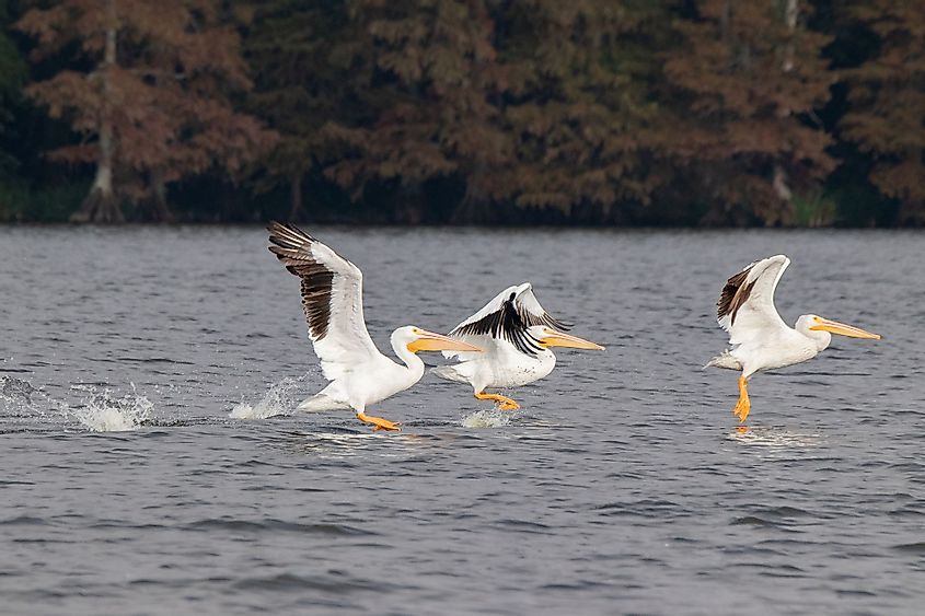 Pelicans on Reelfoot Lake in Tennessee during their annual migration