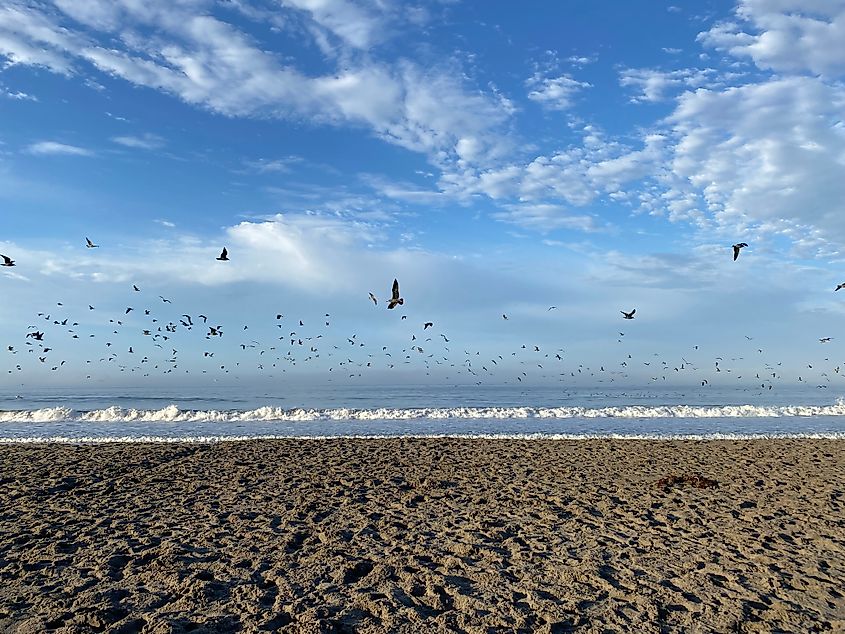 A large flock of shore birds circles over white cap waves and a sandy beach.