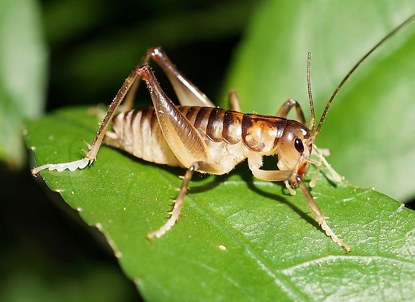 A weta on a leaf