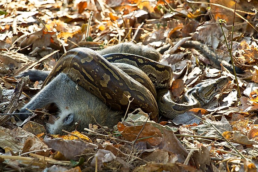  Rock python constricting its prey in Katavi National Park in Tanzania.