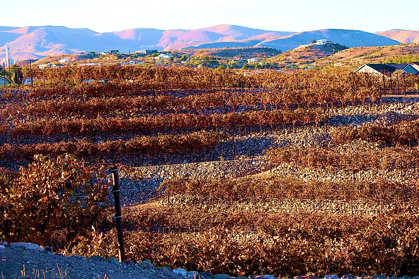 Grape Plant leaves changing colors during autumn on a vineyard taken at a winery in Cottonwood, AZ.