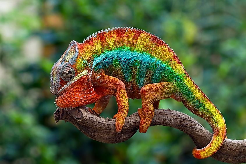 he panther chameleon