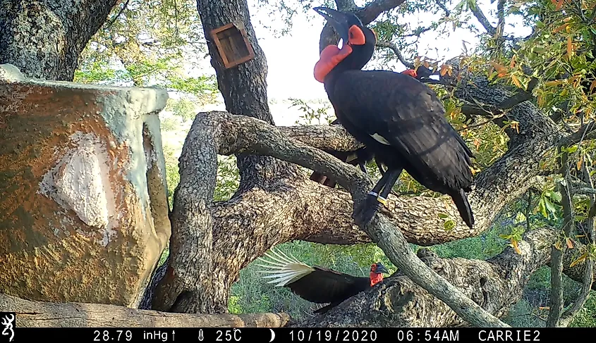 Southern ground hornbill artificial nest