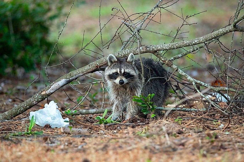 A wild raccoon digging into some trash found near a park in Wilmington, NC