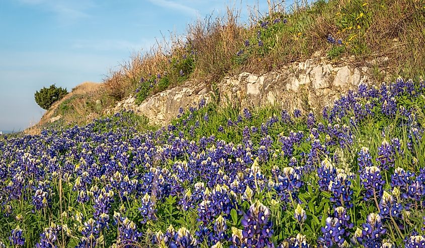 Texas Bluebonnets in Granbury, Texas