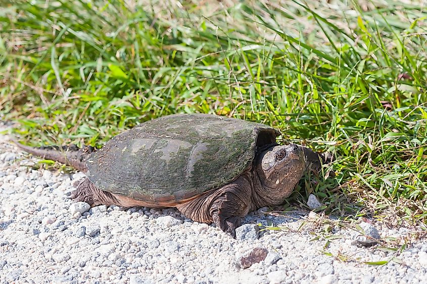 Common snapping turtle (Chelydra serpentina). Bombay Hook National Wildlife Refuge. Delaware.