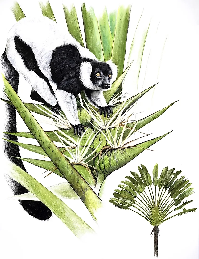 Black-and-white ruffed lemurs help support forest ecosystems by moving pollen as they feed among flowering plants.