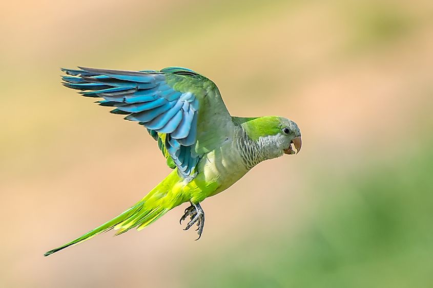 Monk parakeet in Ga'ash. Shalom nisimi - Own work via Wikicommons