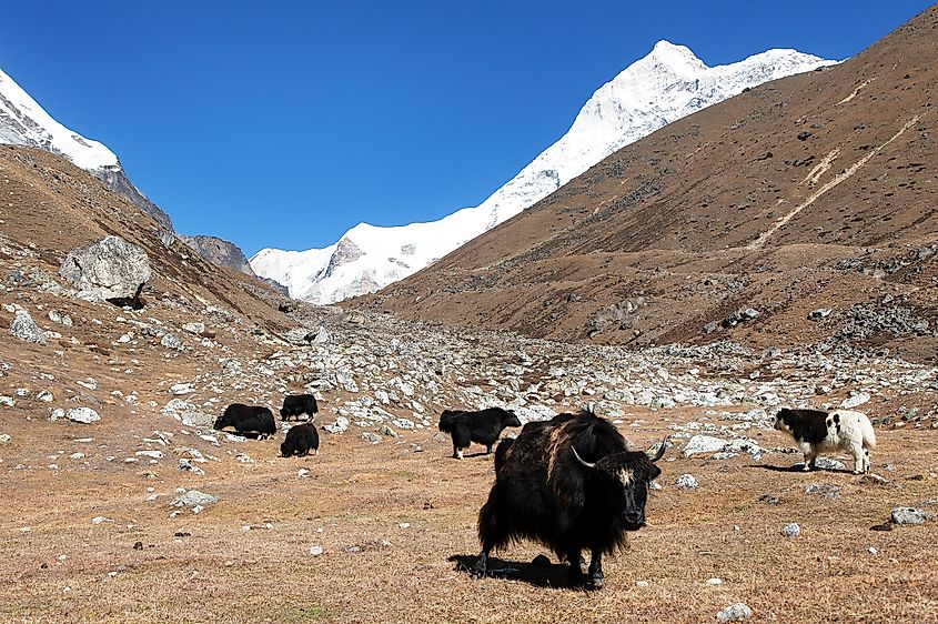 Yaks in the Barun Valley in Nepal.