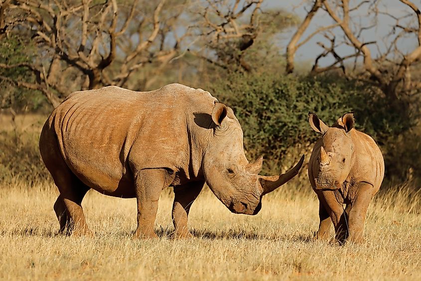 White rhinoceros with calf in South Africa.