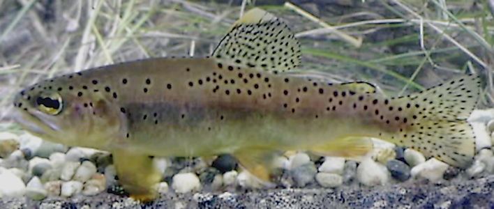 An Apache trout, Arizona's golden native trout.