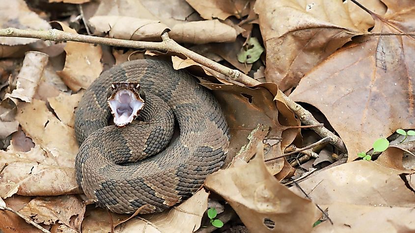 A cottonmouth