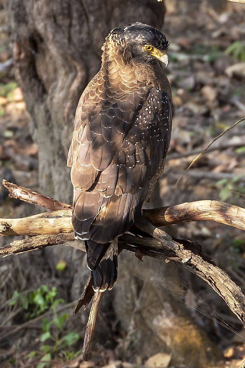 Kanha National Park eagle