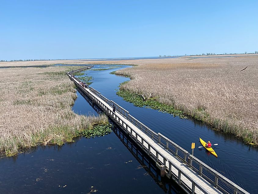 A man in a yellow kayak paddles beside an extensive wetland boardwalk.