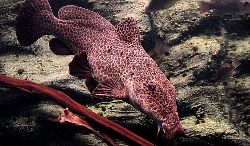 Giraffe catfish in an aquarium.