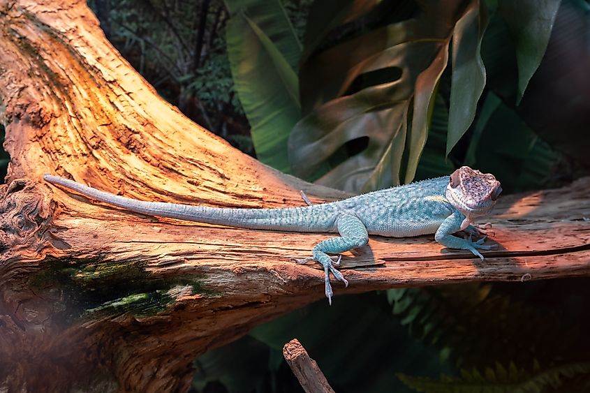 A Blue Anole lizard on a branch.