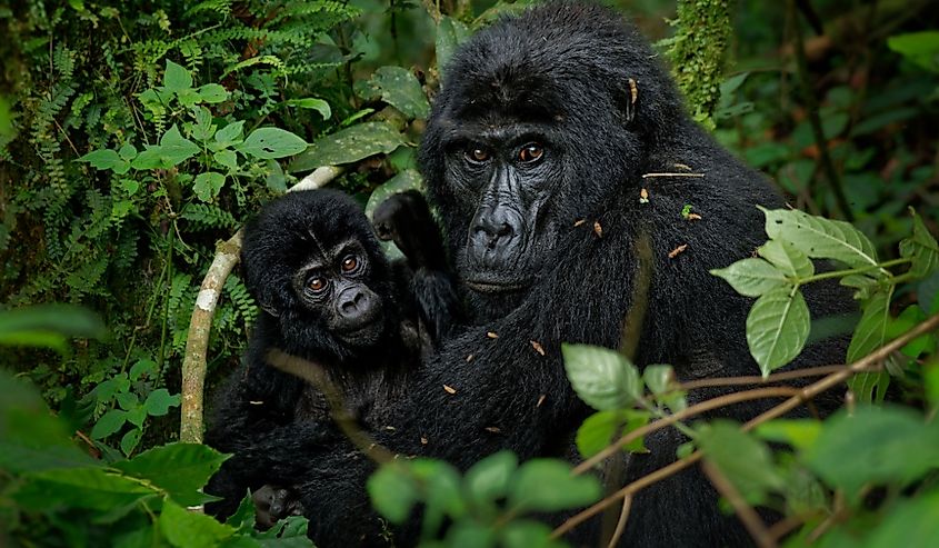 Adult Eastern gorilla with baby in the trees.
