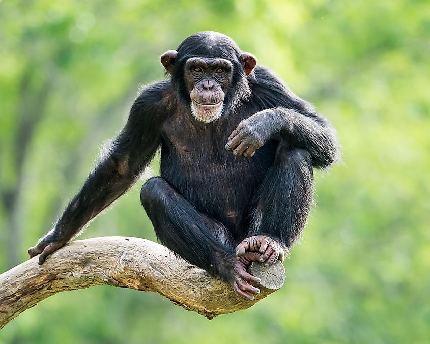 A cheeky chimpanzee.jpg