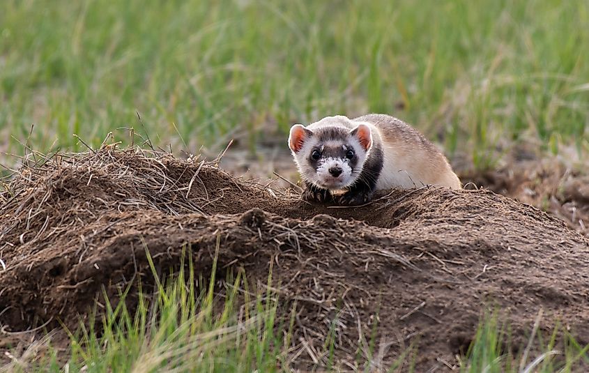 An Endangered Black-footed Ferret on the Plains.
