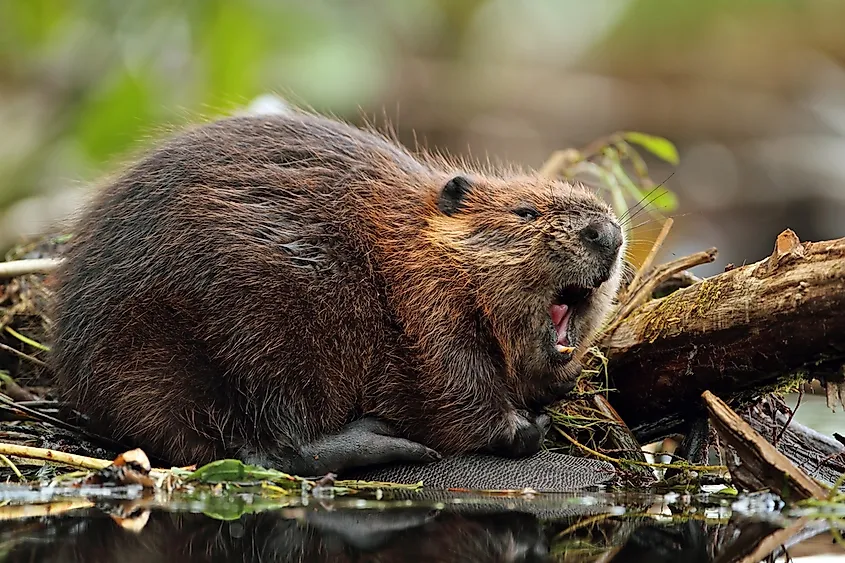 Largest Rodents in the World