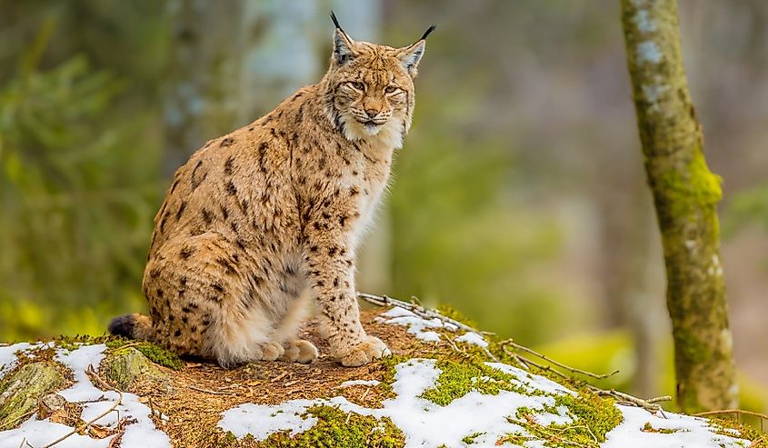 The medium sized Eurasian lynx (Lynx lynx) is native to Siberia, Central, East, and Southern Asia, North, Central and Eastern Europe. Resting in winter landscape in natural forest habitat
