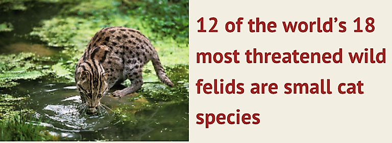 World S Small Wild Cats Get A Major Conservation Boost Worldatlas