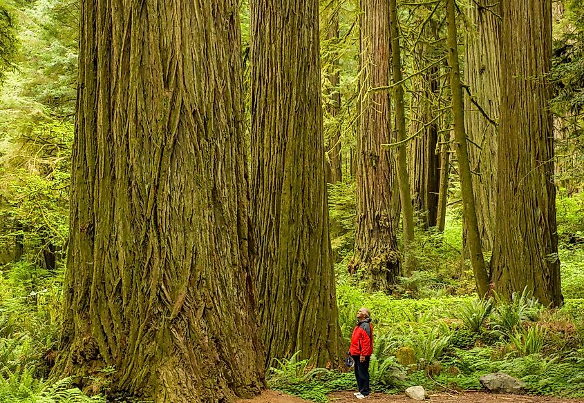 A visitor admiring a giant redwood tree in the Redwood National and State Parks