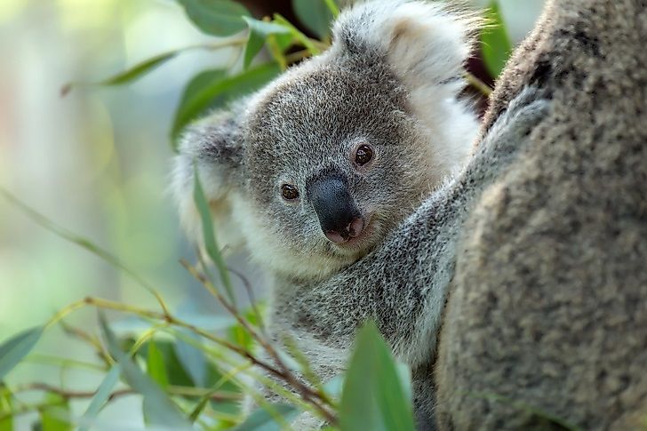 What Animals Live In Oceania? - WorldAtlas What Animals Live In Oceania? - WorldAtlas