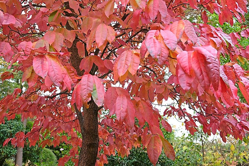 The red autumn leaves of the Oxydendrum arboreum, the sourwood or sorrel tree