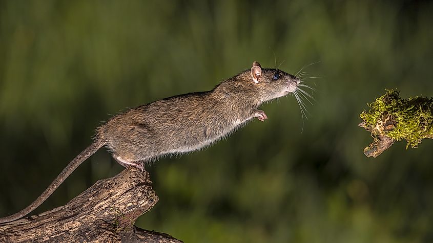 Wild Brown rat (Rattus norvegicus) starting to jump from log at night.