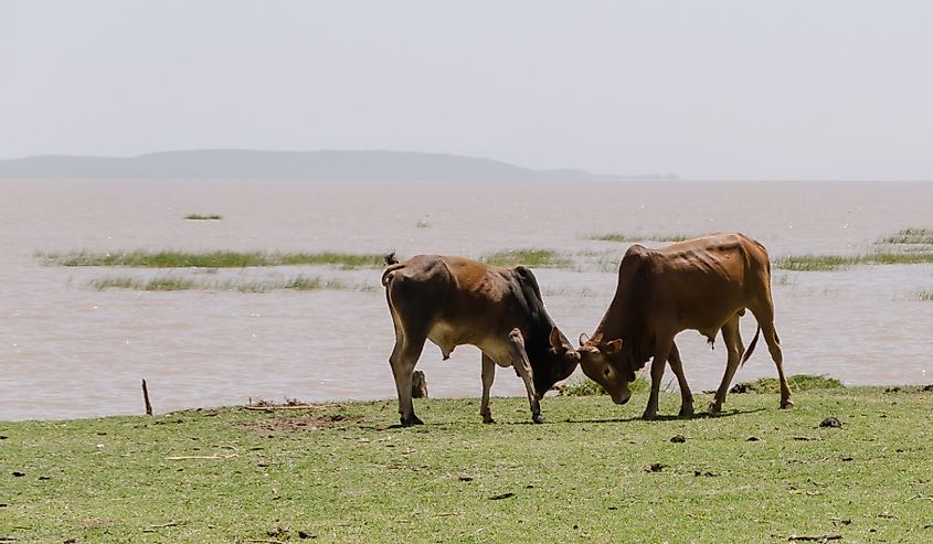 Two young bulls in a trial of strength on the shore of Lake Abaya, Ethiopia