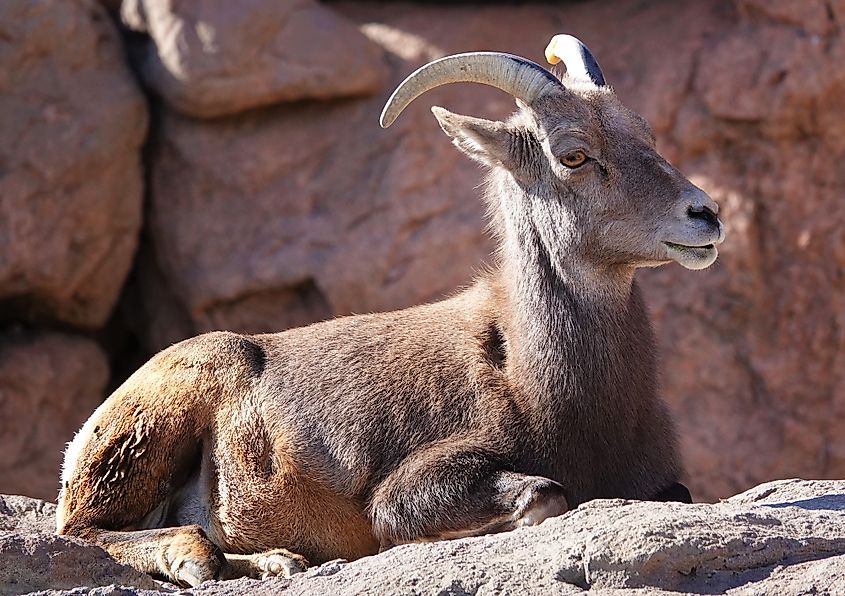 Santa Rosa Mountains bighorn sheep