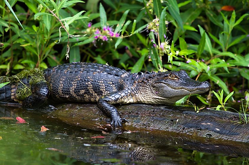 A gator within the Alligator National Wildlife Refuge in North Carolina.