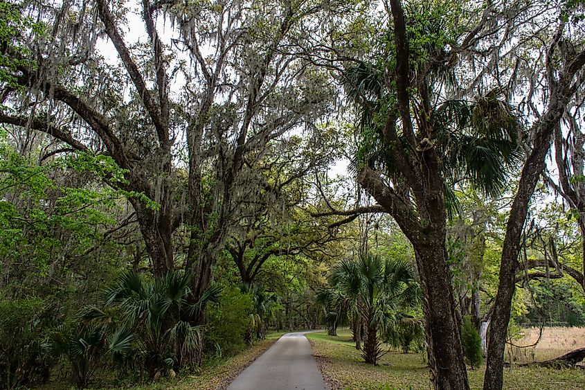 Withlacoochee State Forest in Brooksville, Florida.