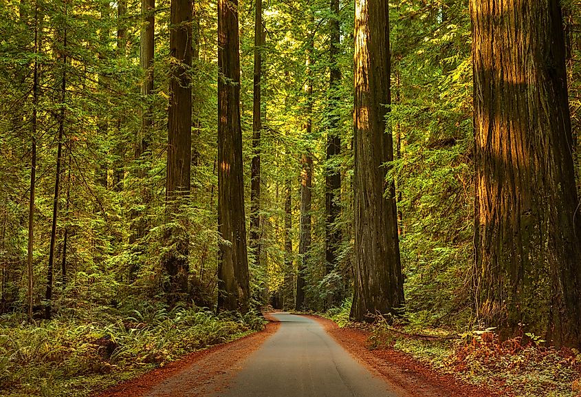 Avenue of the Giants Humboldt Redwoods State Park California, USA