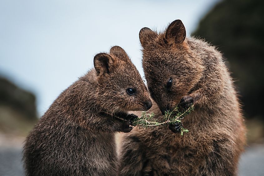 Baby and mother quokka